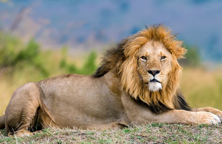 Isenção do IRPF 2021 | [object Object]
         | Blog | T2 Brasil